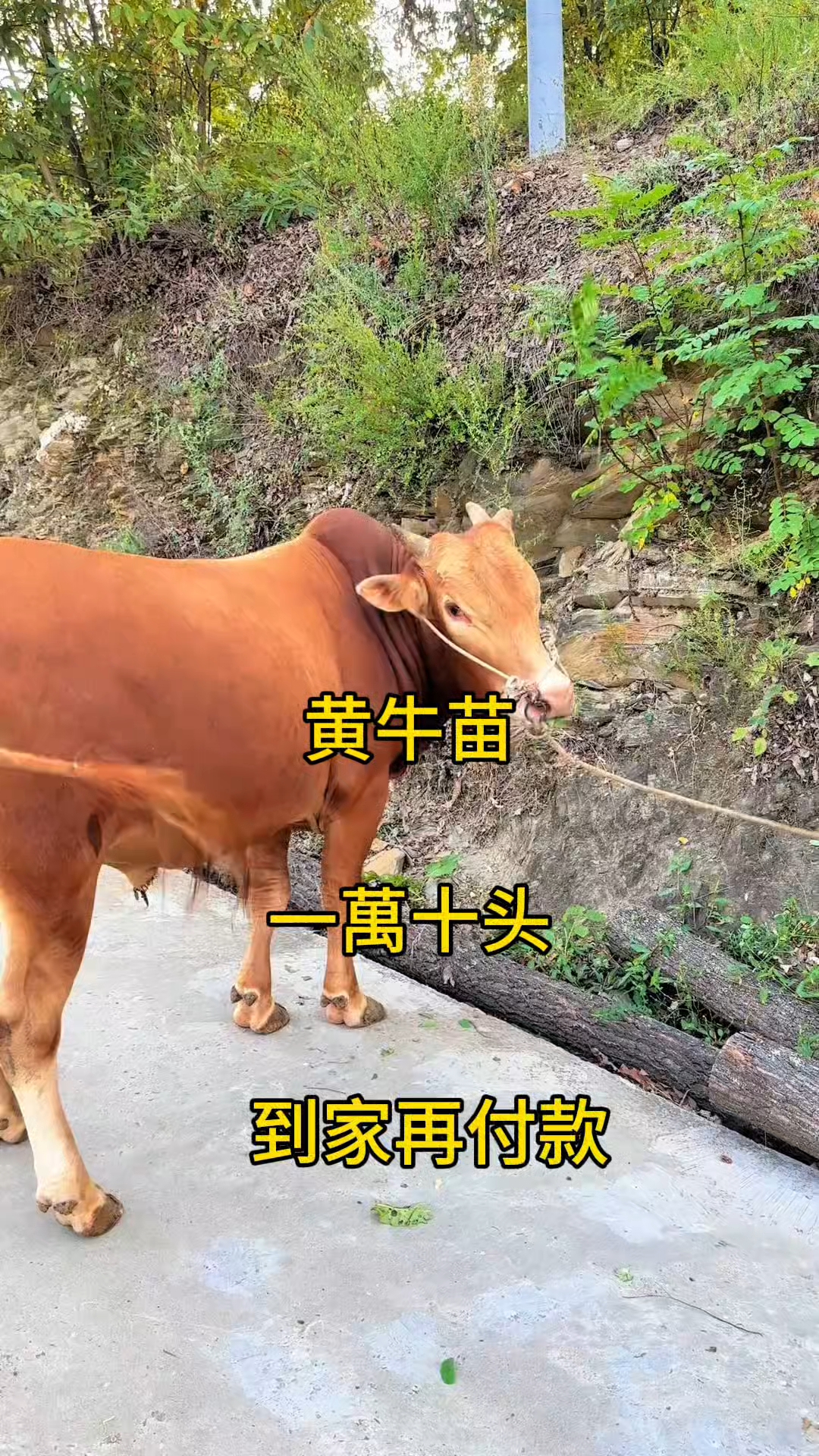 海宁最新黄牛代办方法分析(最方便真实的海宁黄牛代办网约车证方法)