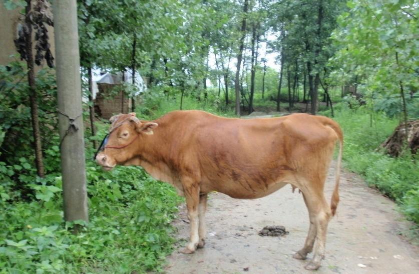 海宁最新求一个套医保卡的黄牛是真的吗方法分析(最方便真实的海宁求一个套医保卡的黄牛是真的吗还是假的方法)